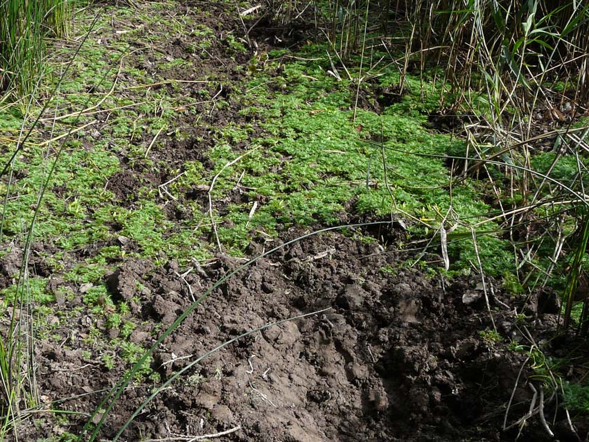 Laghetto di Montieri: biotopo meritevole!